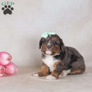 Cathy, Mini Bernedoodle Puppy